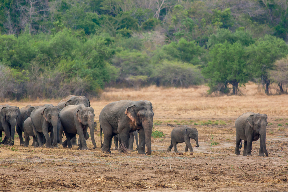 Wasgamuwa National Park