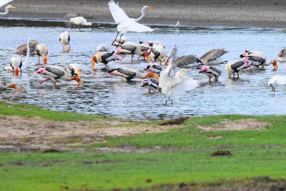 Kumana National Park