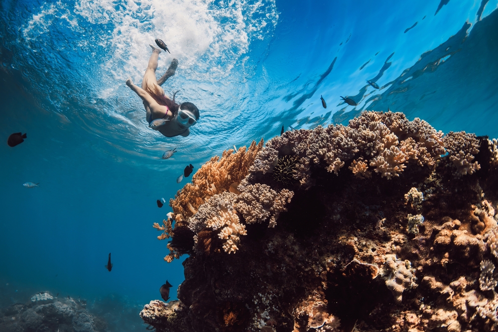 Snorkelling or Scuba Diving