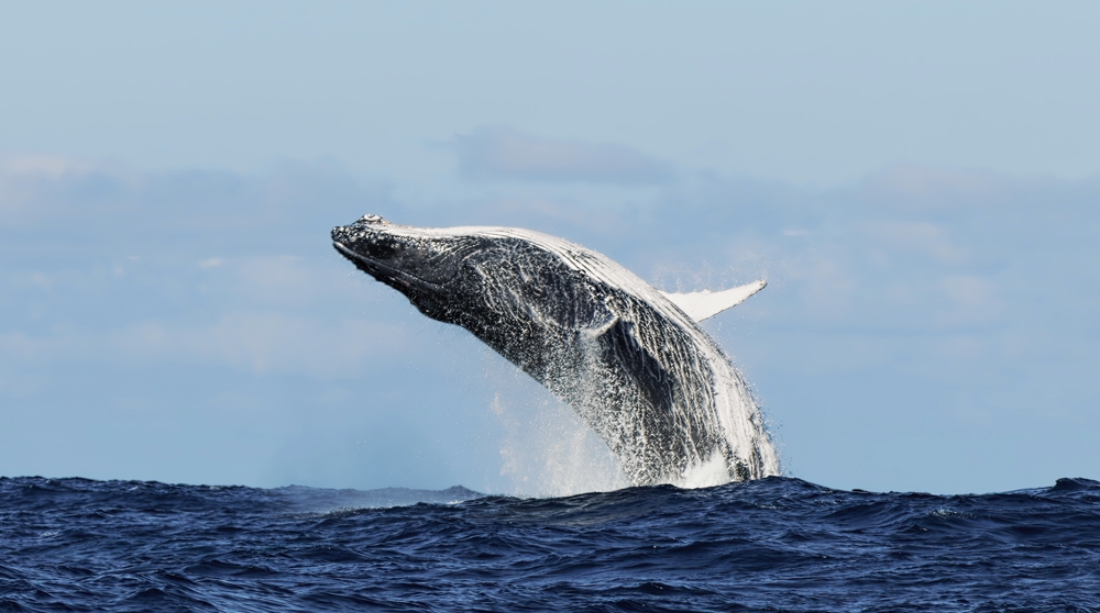Mirissa Whale Watching Quest