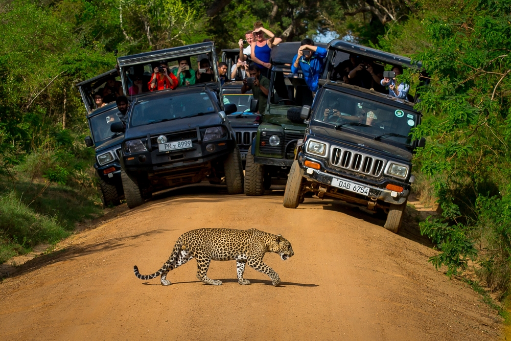Yala National Park