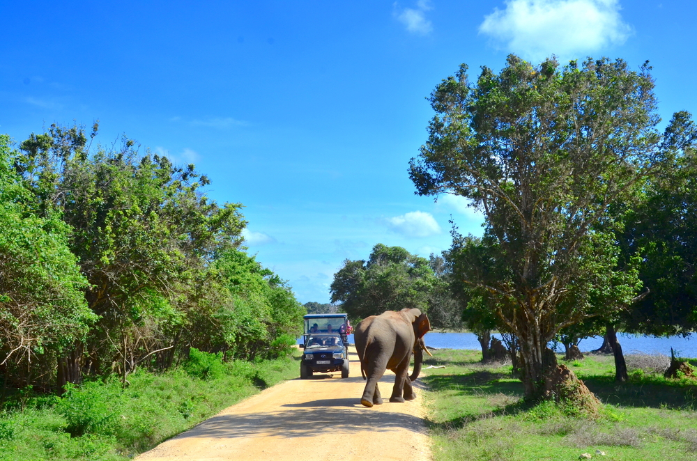 Wildlife Safaris